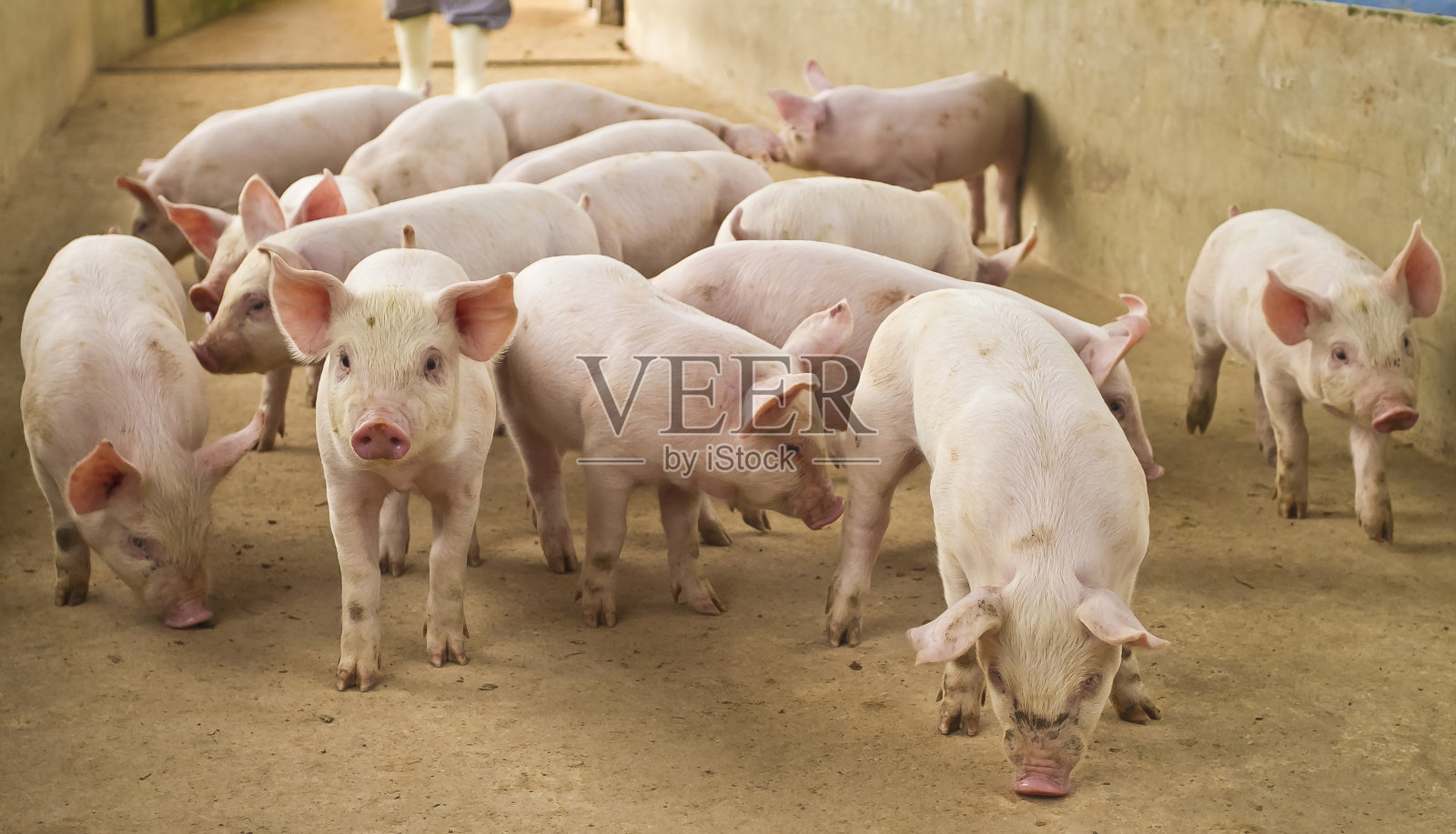 小猪在creiation照片摄影图片