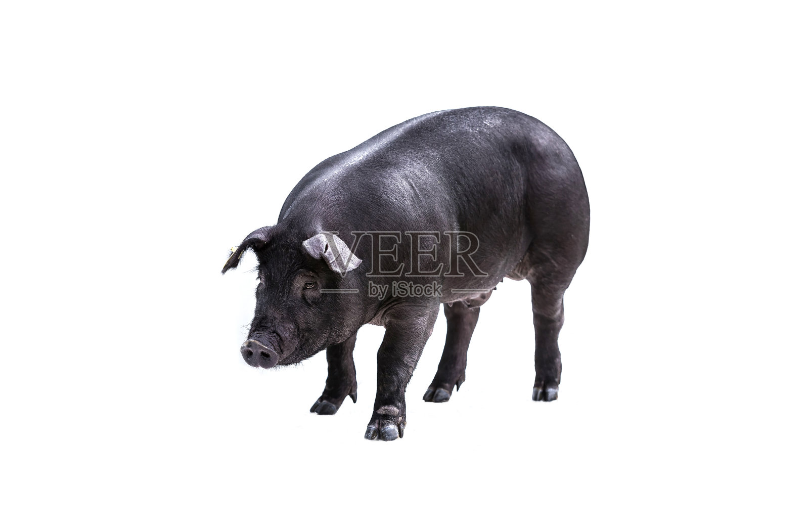 猪猪的背景很坦率照片摄影图片