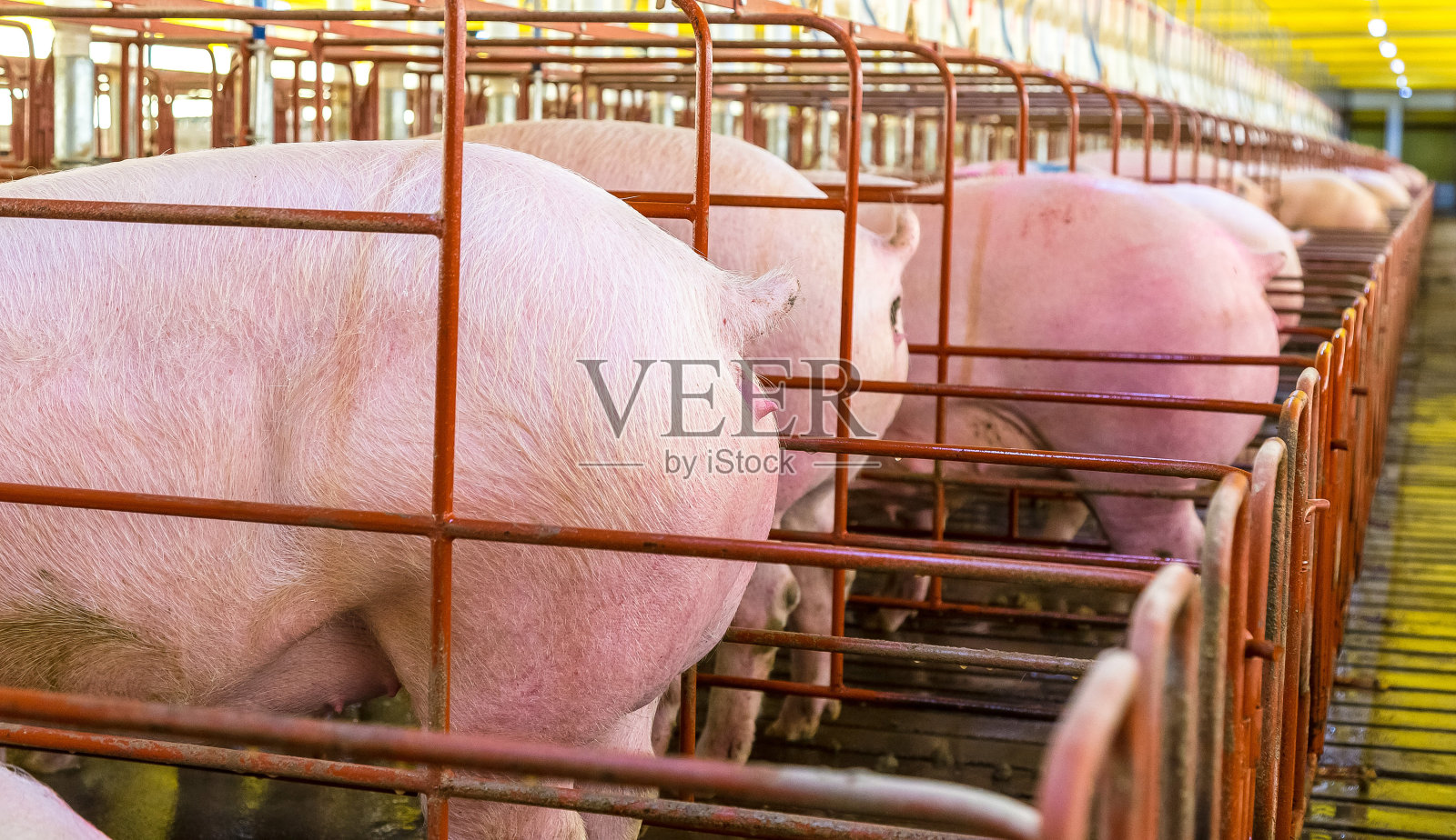 种猪笼照片摄影图片