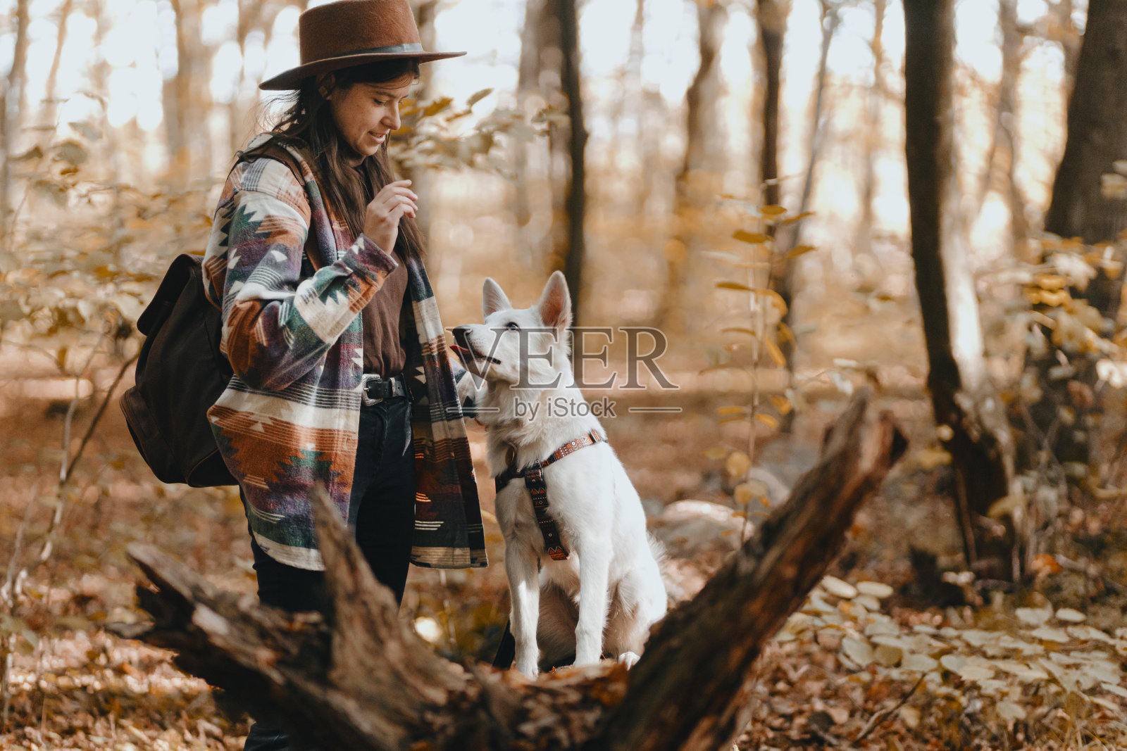 时尚的女人在秋天的树林里训练白色的狗。可爱的瑞士牧羊犬狗学习与款待照片摄影图片