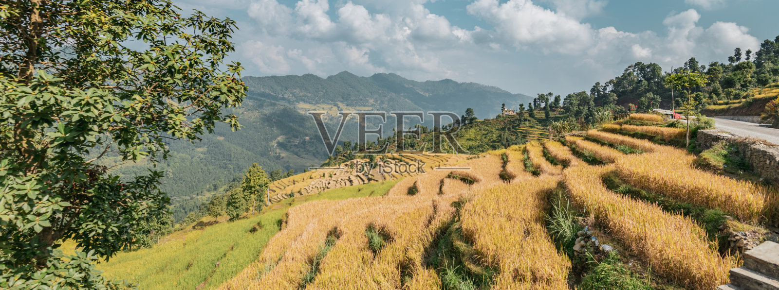 稻田-准备收获-喜马拉雅山麓。照片摄影图片