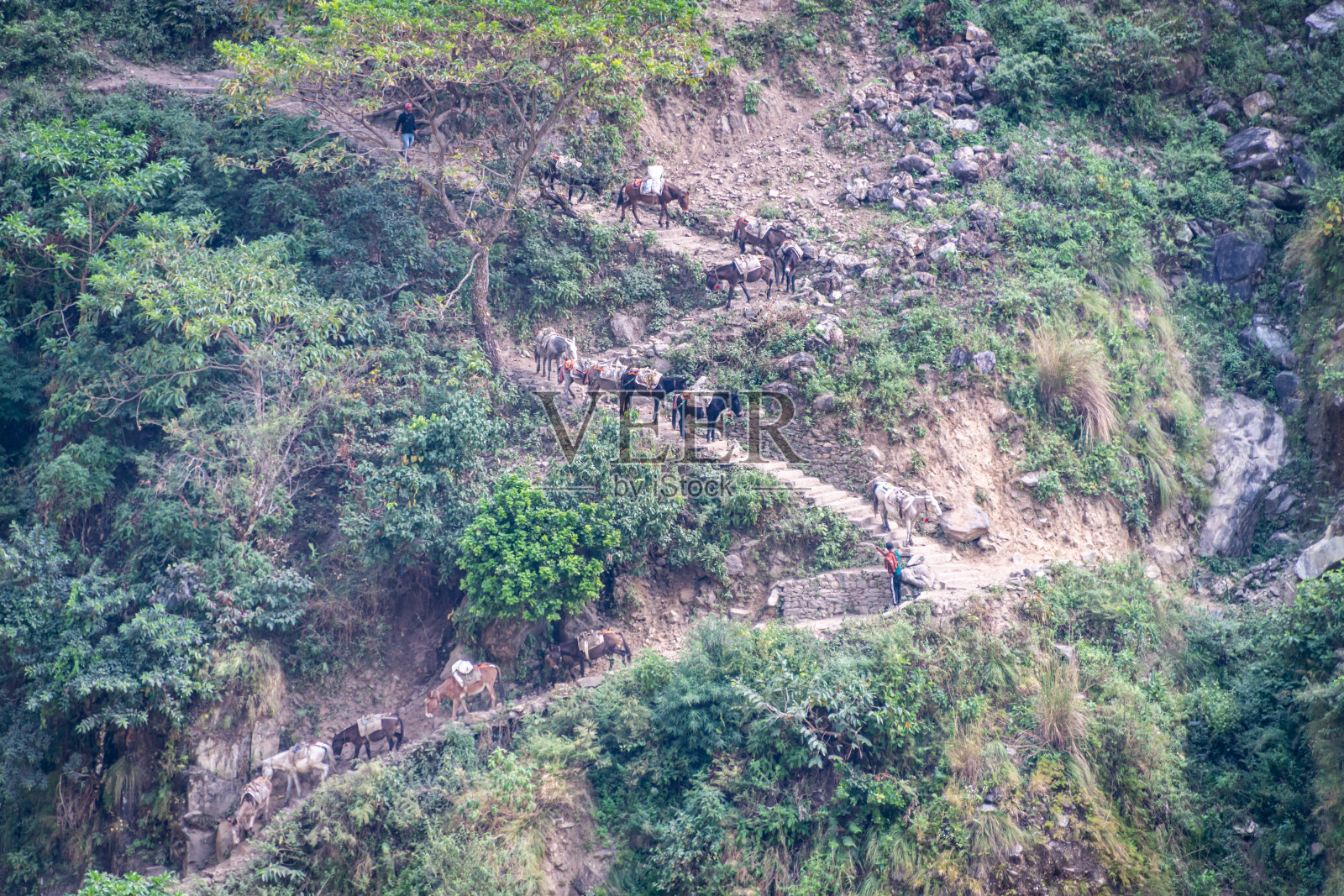 尼泊尔喜马拉雅山上，驮着骡子沿着陡峭的山路下山。照片摄影图片