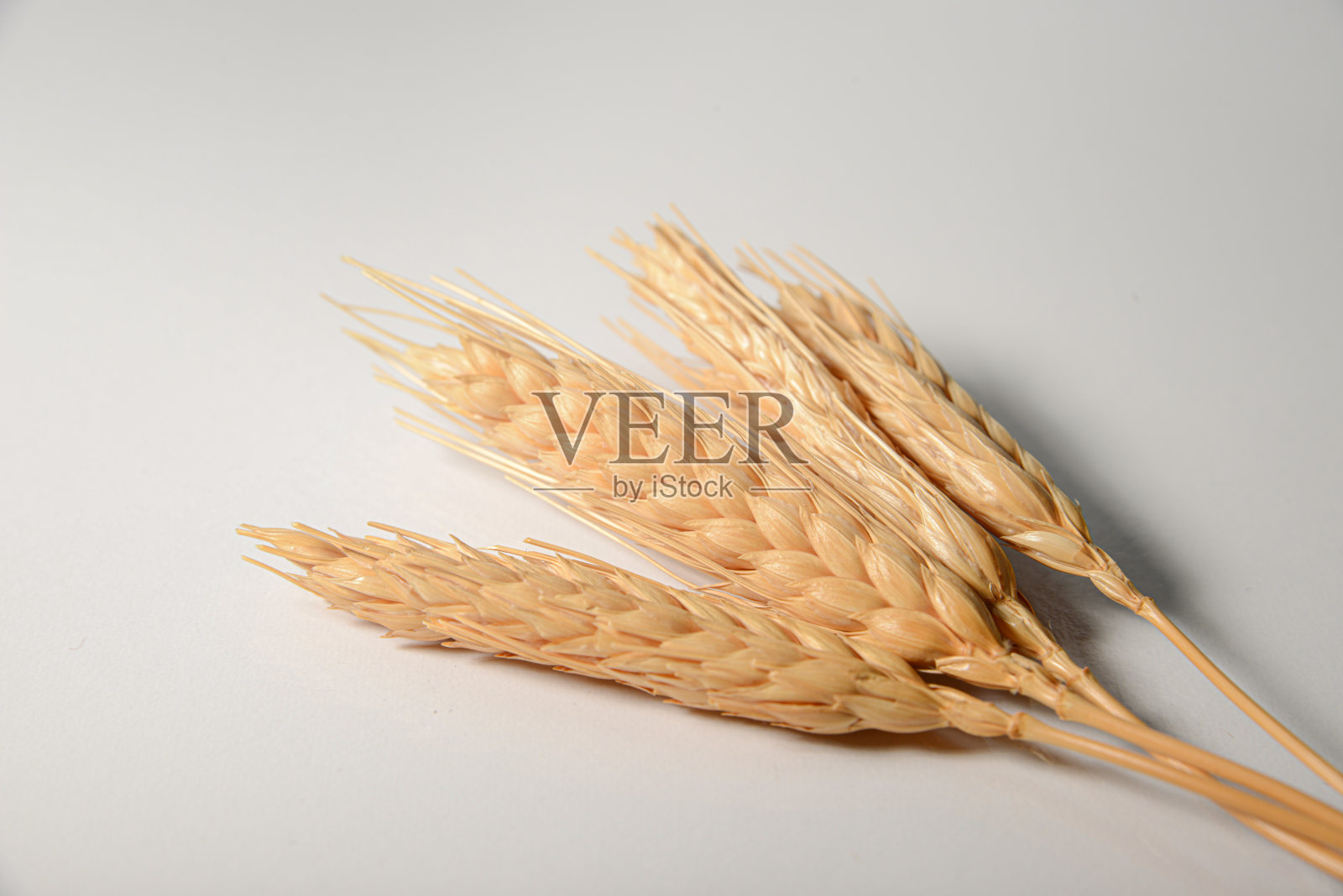 白色背景上的小麦粒。排序小麦的耳朵。照片摄影图片