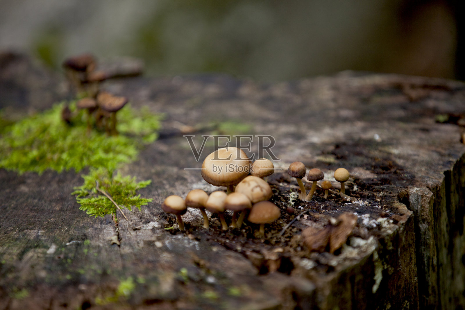 蘑菇生长在安大略北方森林徒步旅行的小径上。照片摄影图片
