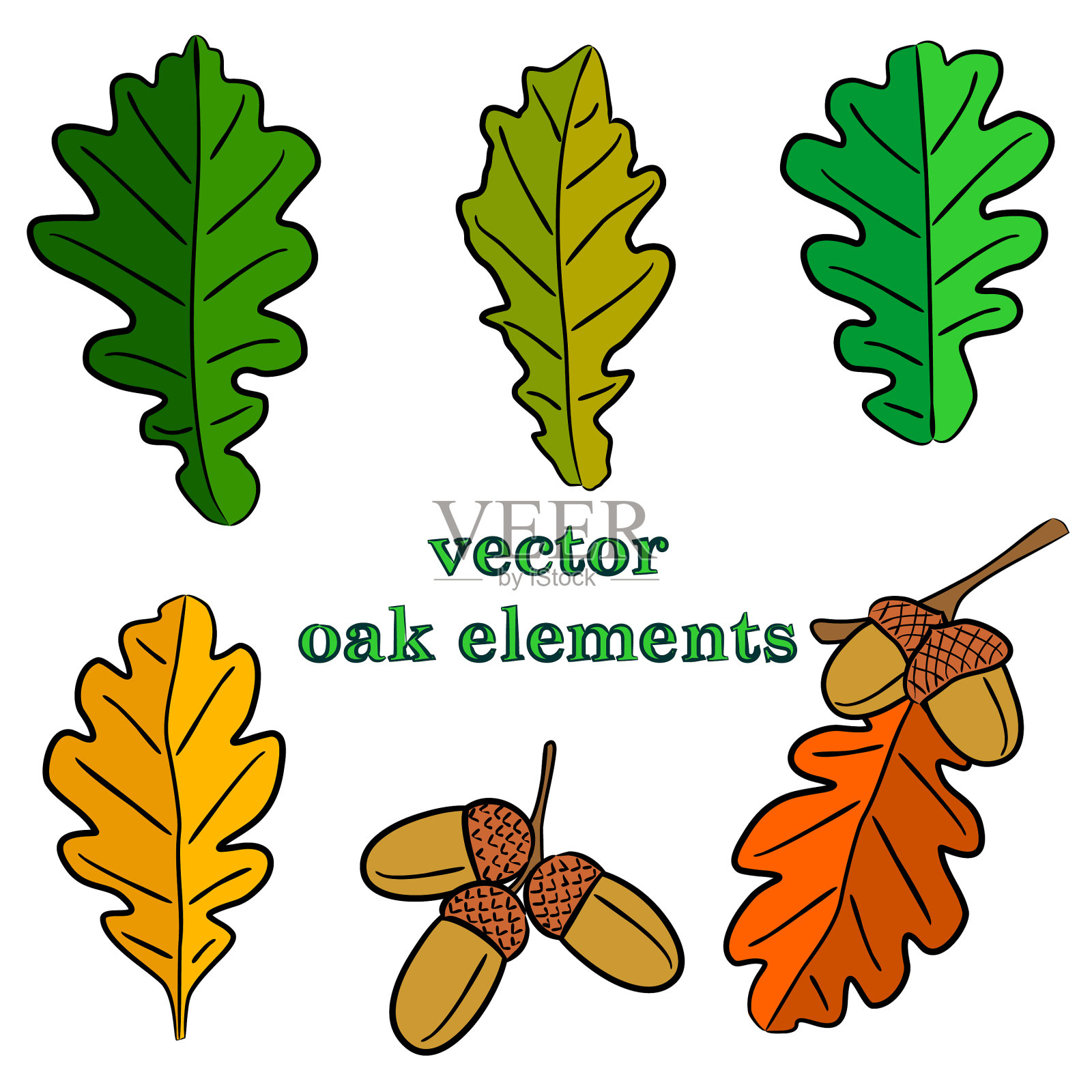 设置手绘橡树叶和橡子插画图片素材