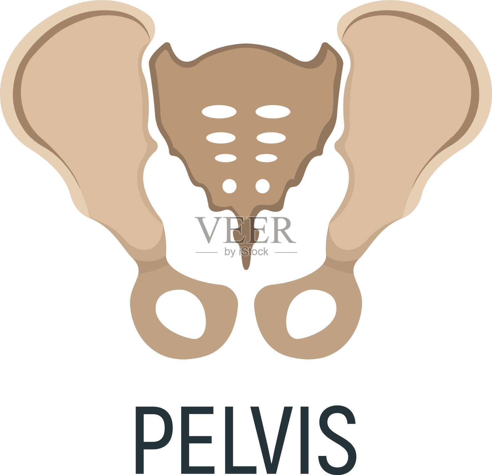 人骨盆骨x线概念图标x线插画图片素材