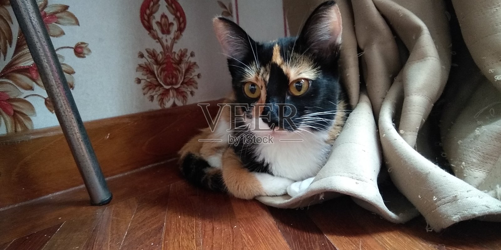 猫照片摄影图片