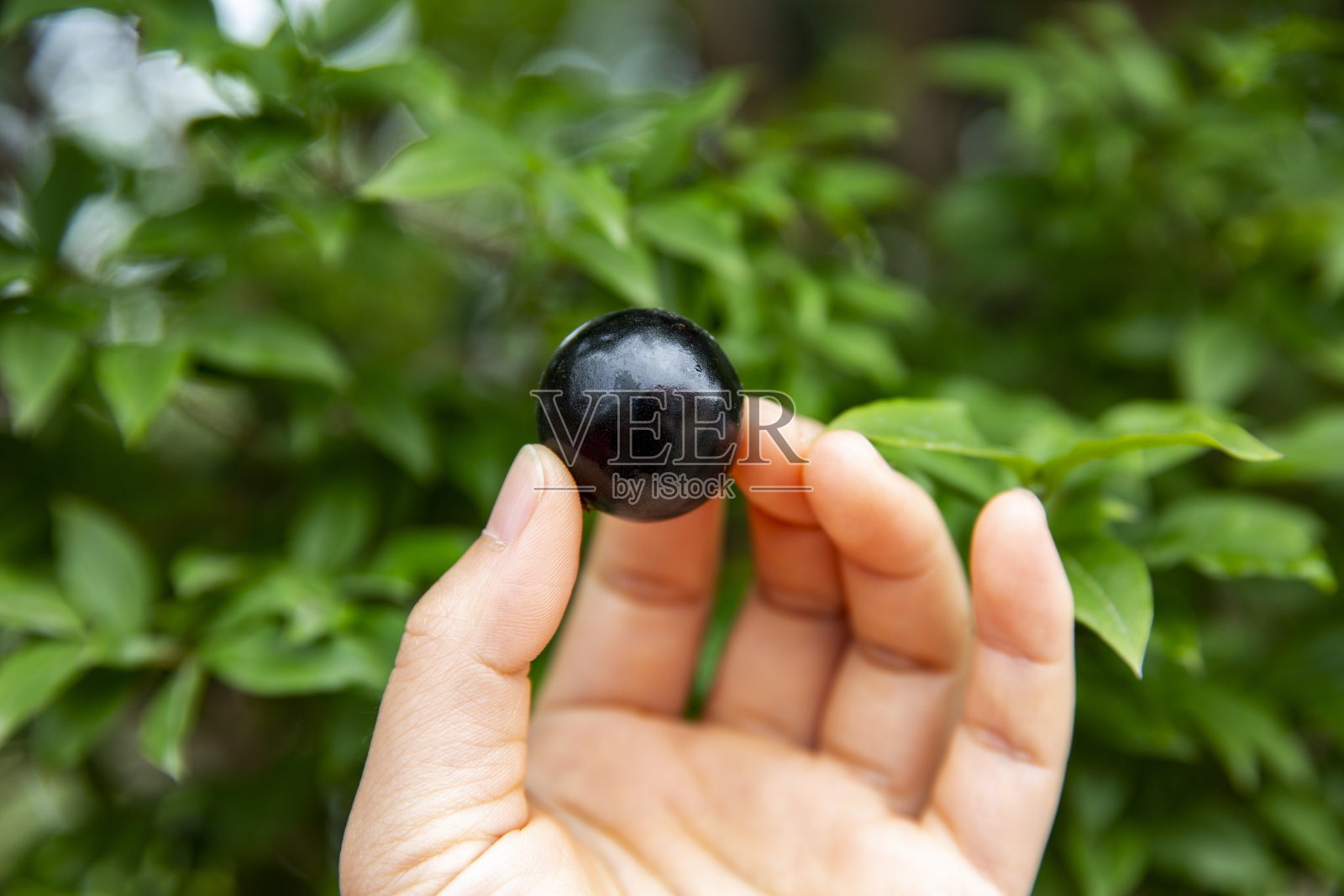 Jabuticaba水果。照片摄影图片