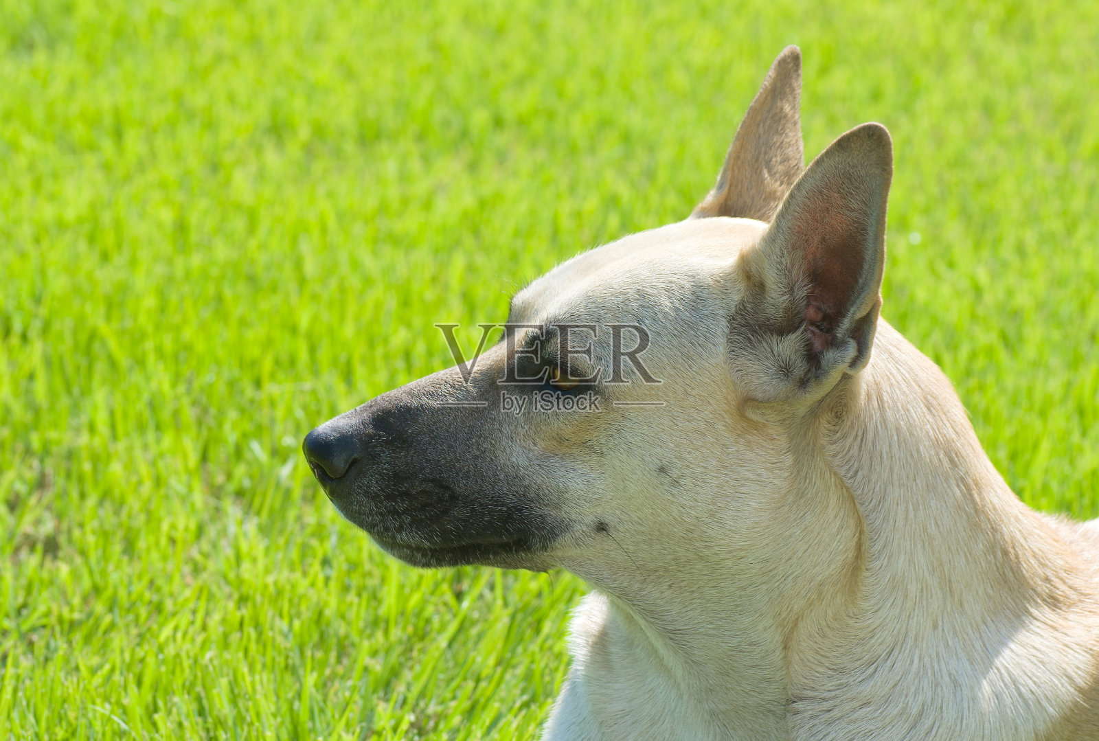 绿色背景下可爱的牧羊犬肖像照片摄影图片