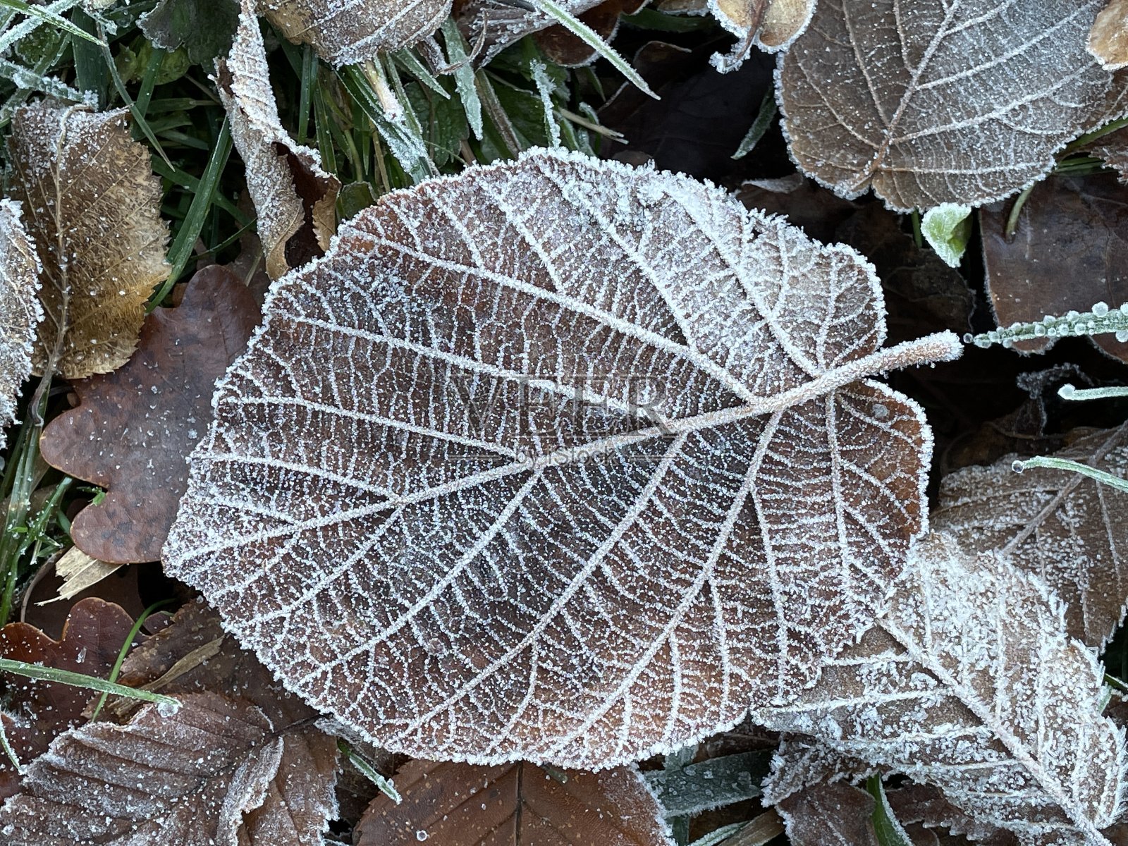 冰冻的叶子照片摄影图片