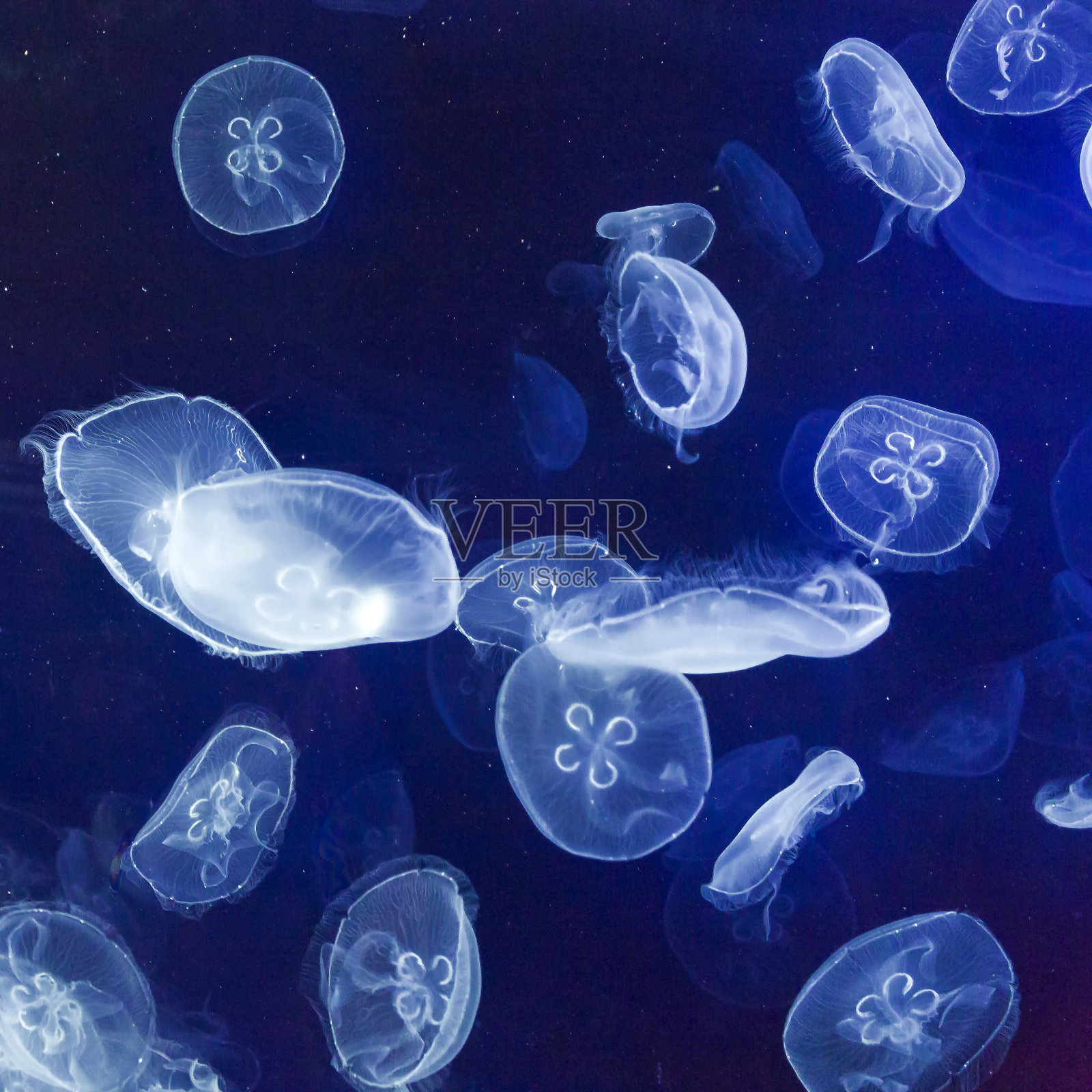 鱼缸里半透明的月水母特写照片摄影图片