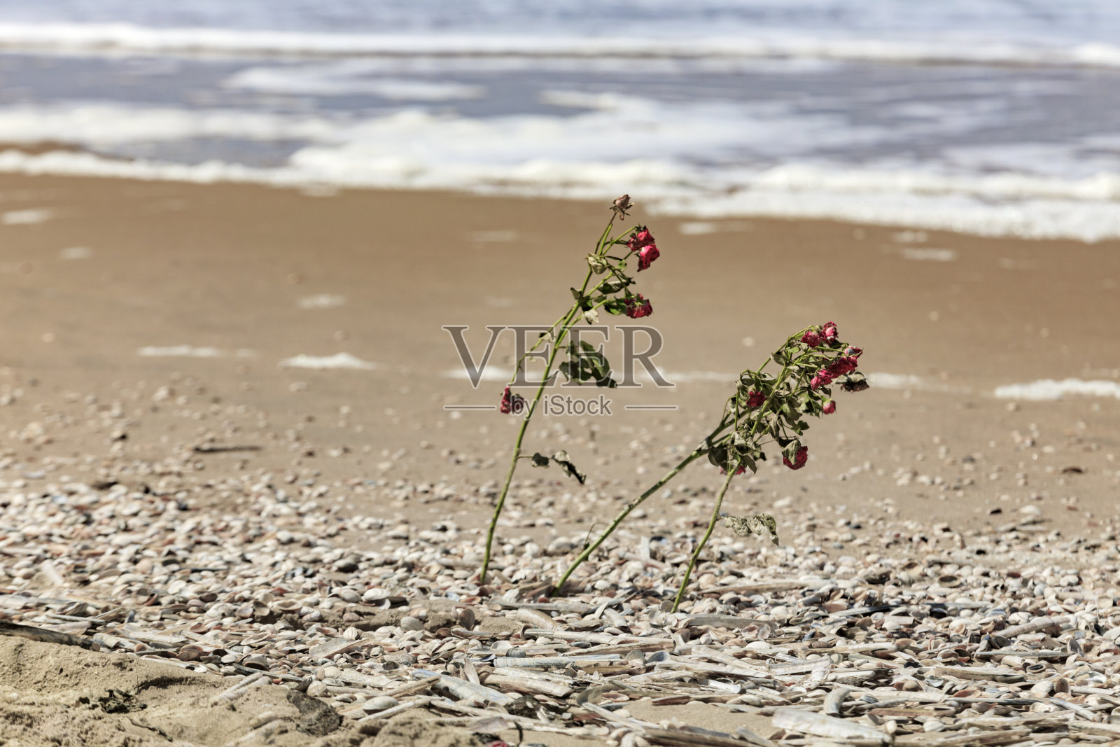 沙滩上的玫瑰，纪念死在海里的人照片摄影图片