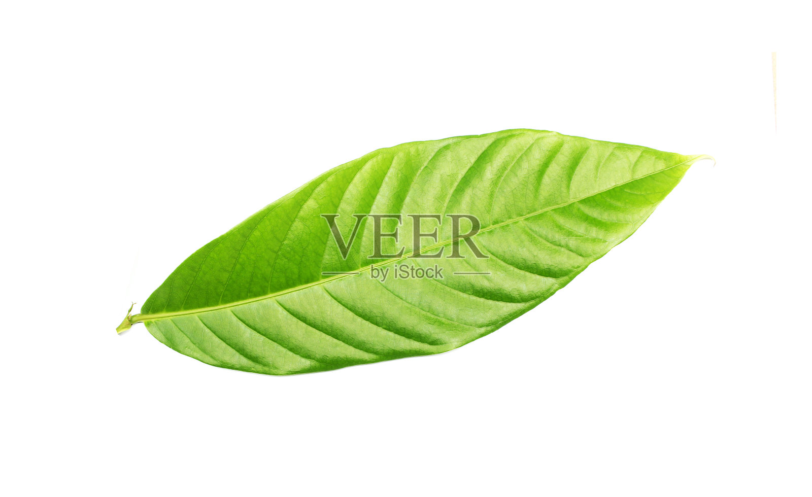 白色背景上的热带绿叶照片摄影图片