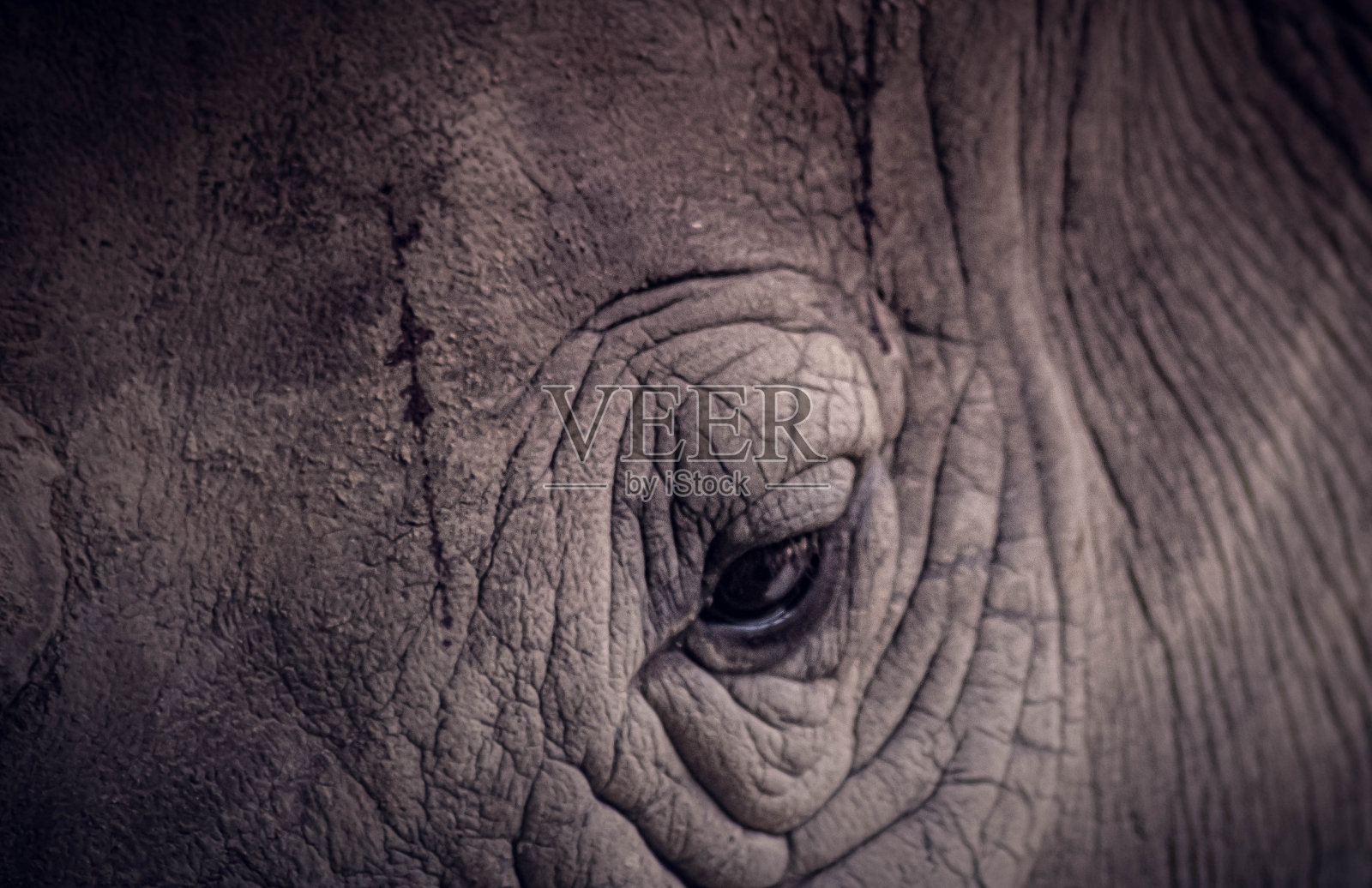 近大象眼野生动物的背景照片摄影图片