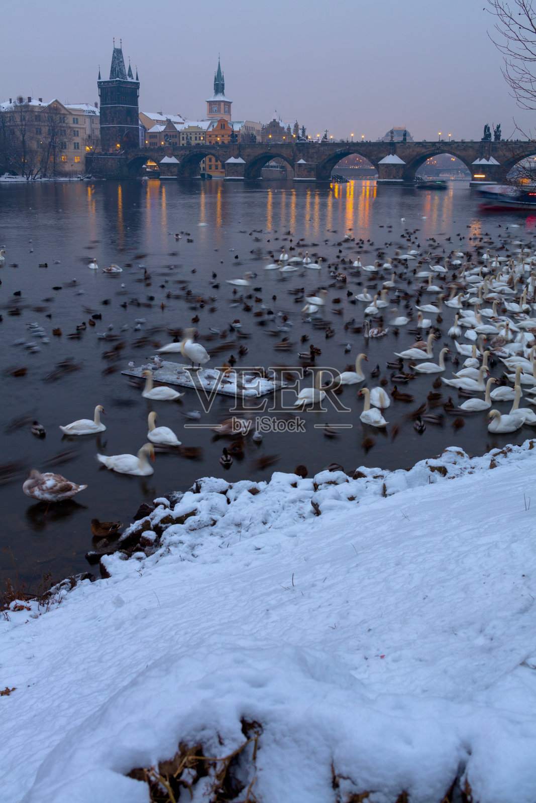 风景中有伏尔塔瓦河、卡尔洛夫河、天鹅和鸭子照片摄影图片
