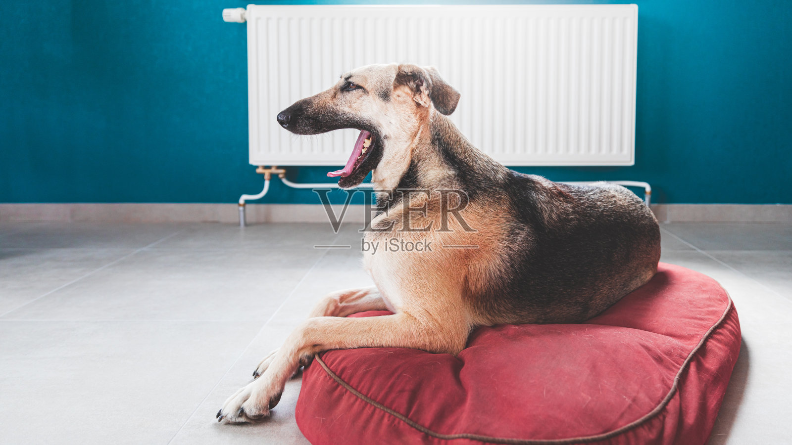 一个混合品种的棕色灰狗高级狗打哈欠与它的嘴大张的特写照片摄影图片