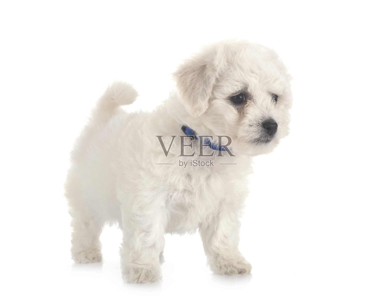 小卷毛比雄犬照片摄影图片