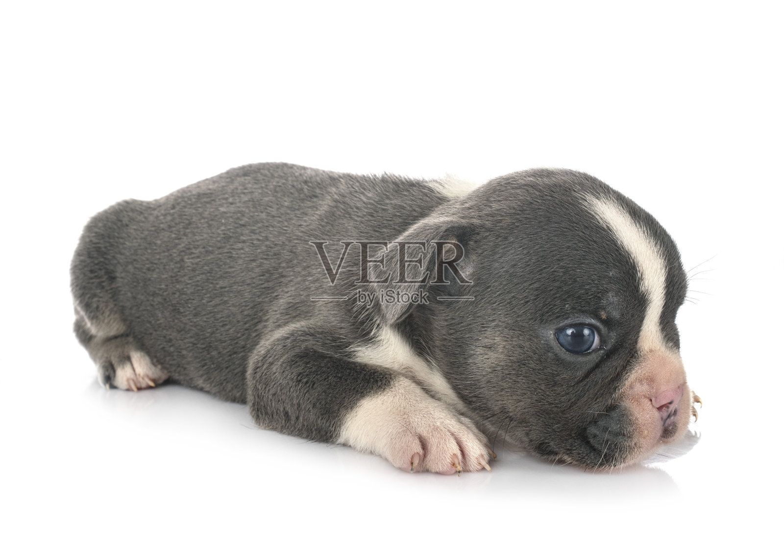 小狗法国斗牛犬照片摄影图片