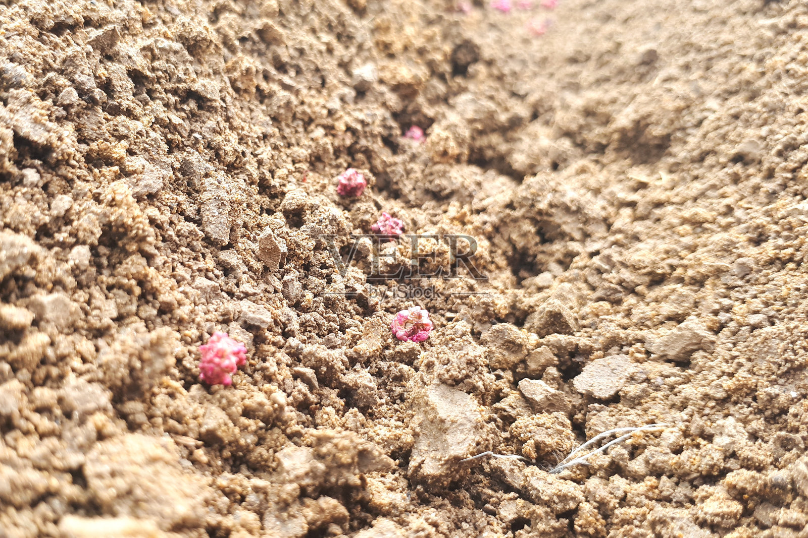 花坛里粉红色的种子。在自家菜园种植蔬菜的概念照片摄影图片