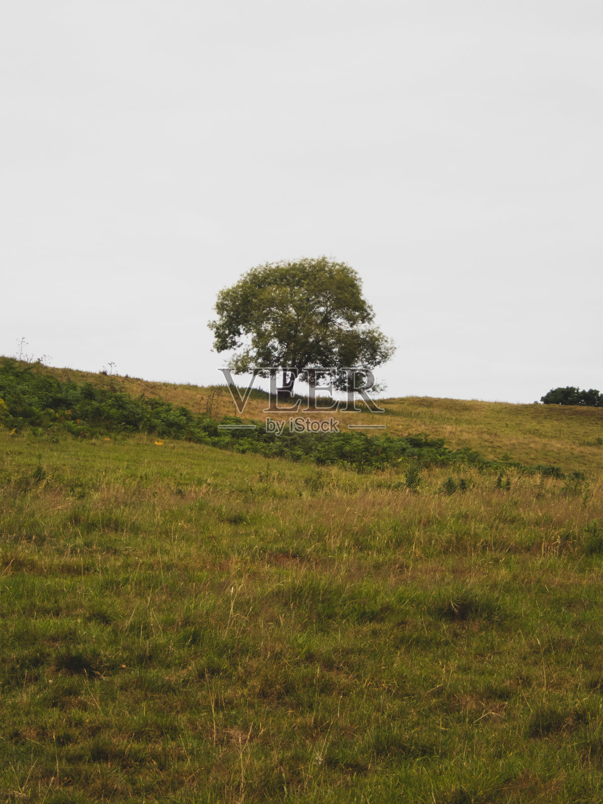 在白天多云的天空下，山上的树覆盖在草地上，非常适合做壁纸照片摄影图片