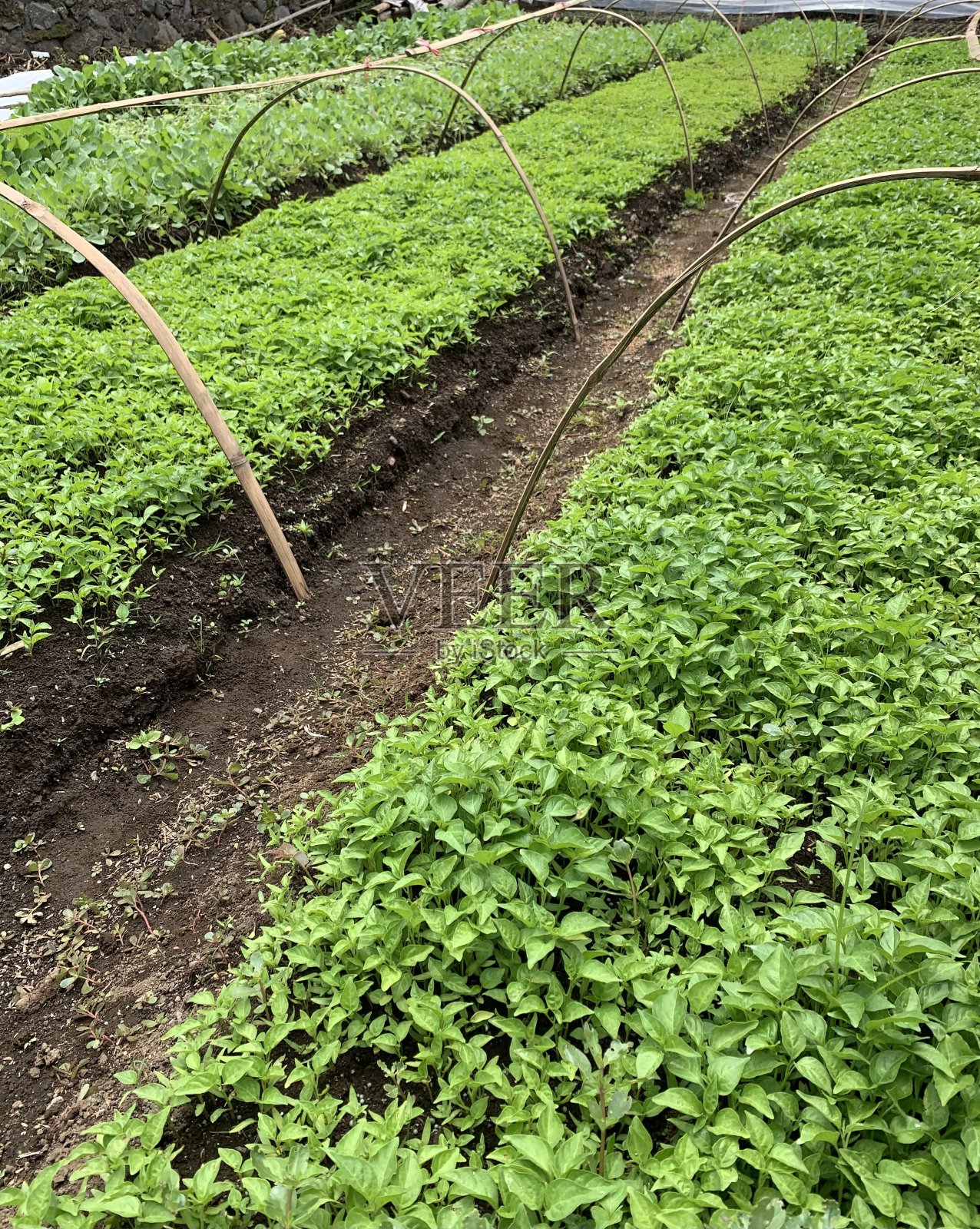 辣椒植物照片摄影图片
