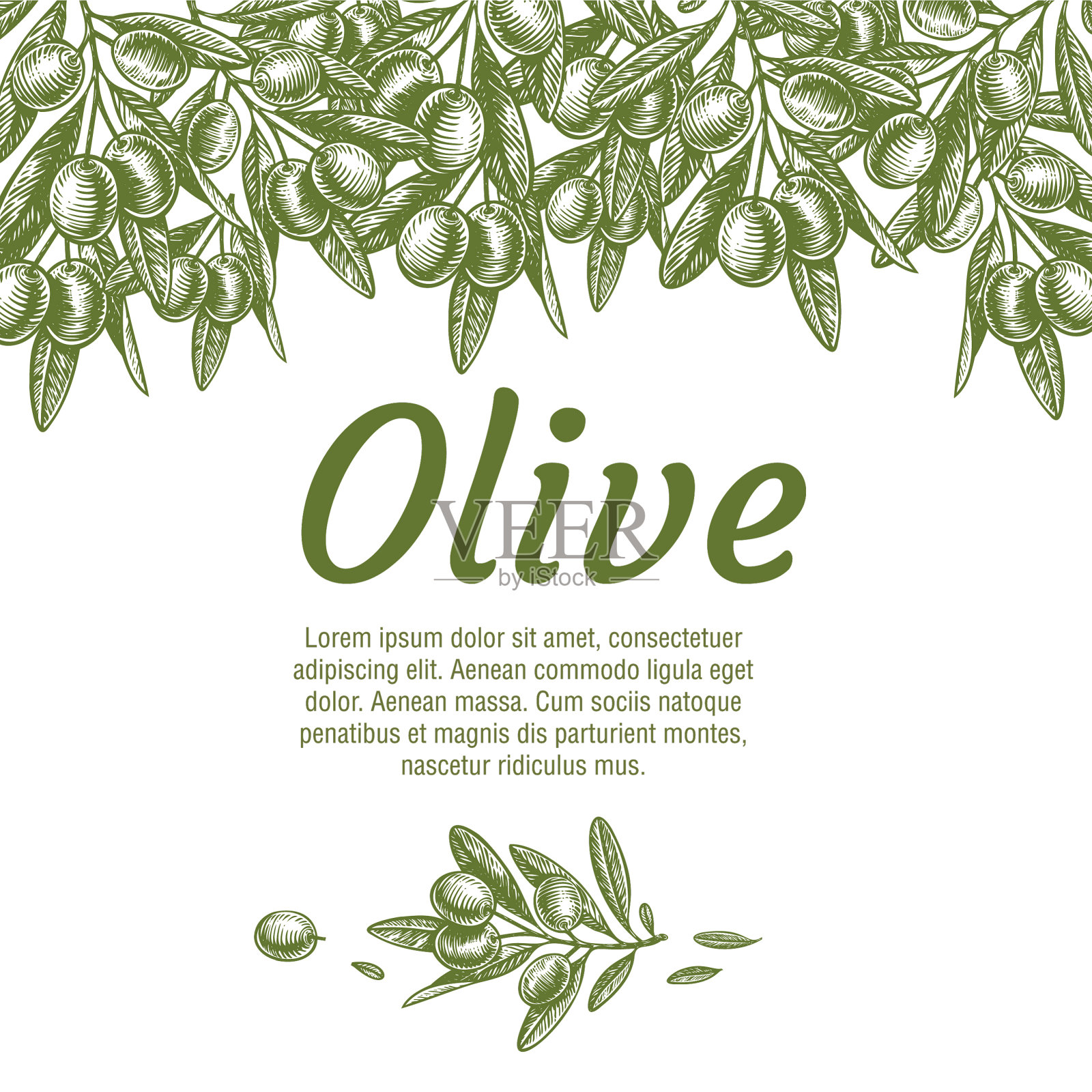 有机天然食品橄榄枝背景插画图片素材