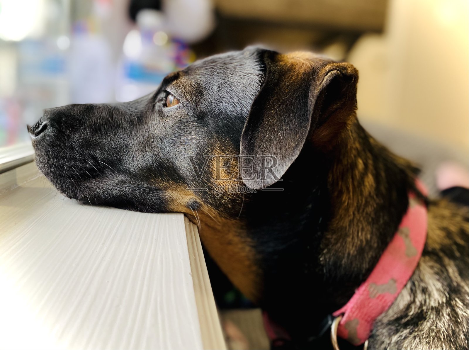 窗口中照片摄影图片