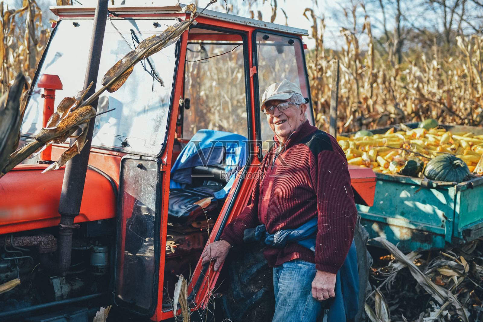 玉米收获期间，农民在地里干活照片摄影图片