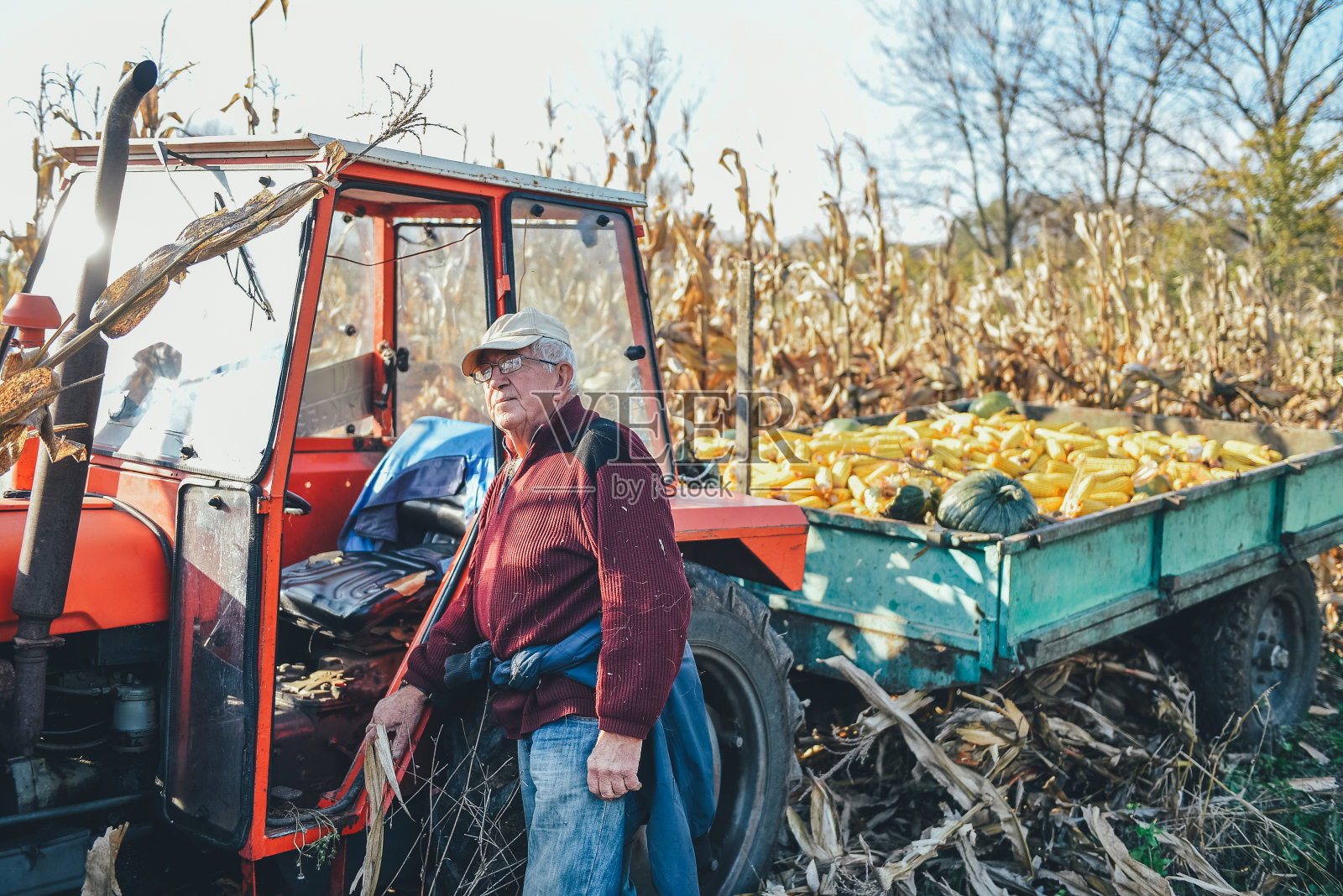 玉米收获期间，农民在地里干活照片摄影图片