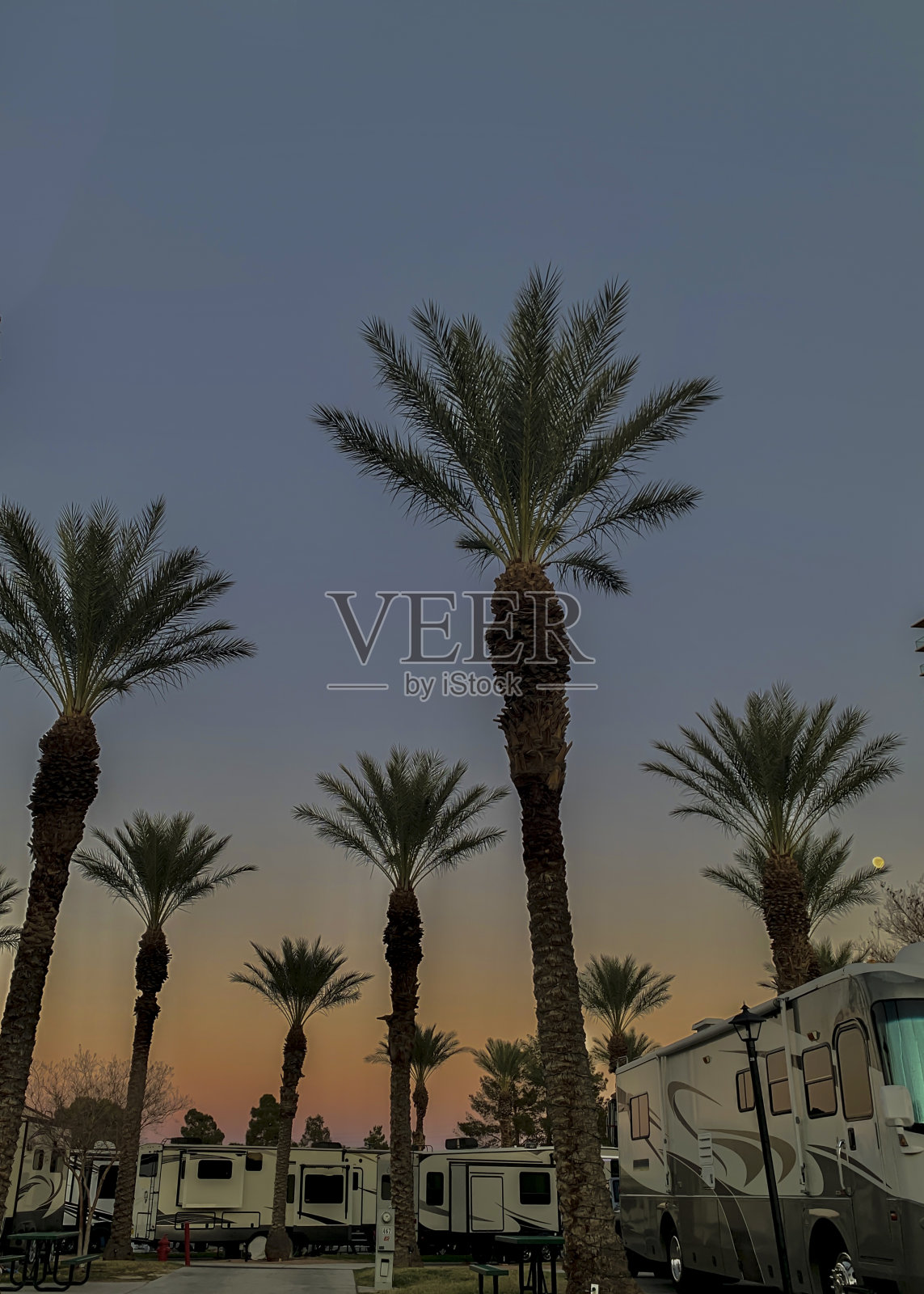 在棕榈下露营照片摄影图片