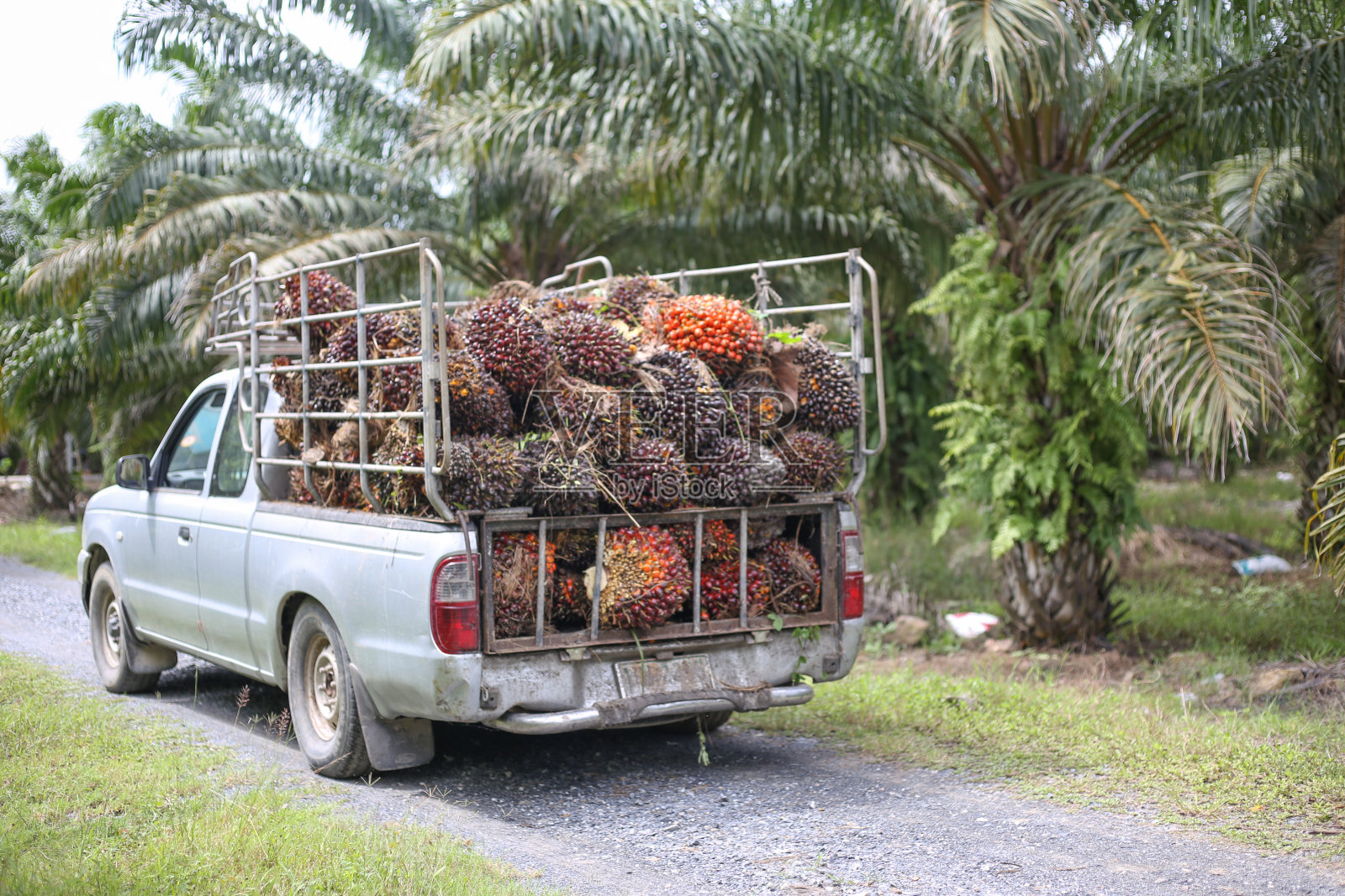 由种植园工人收集油棕榈仁并放置在种植园旁边的微型卡车。准备运往棕榈油工业。照片摄影图片