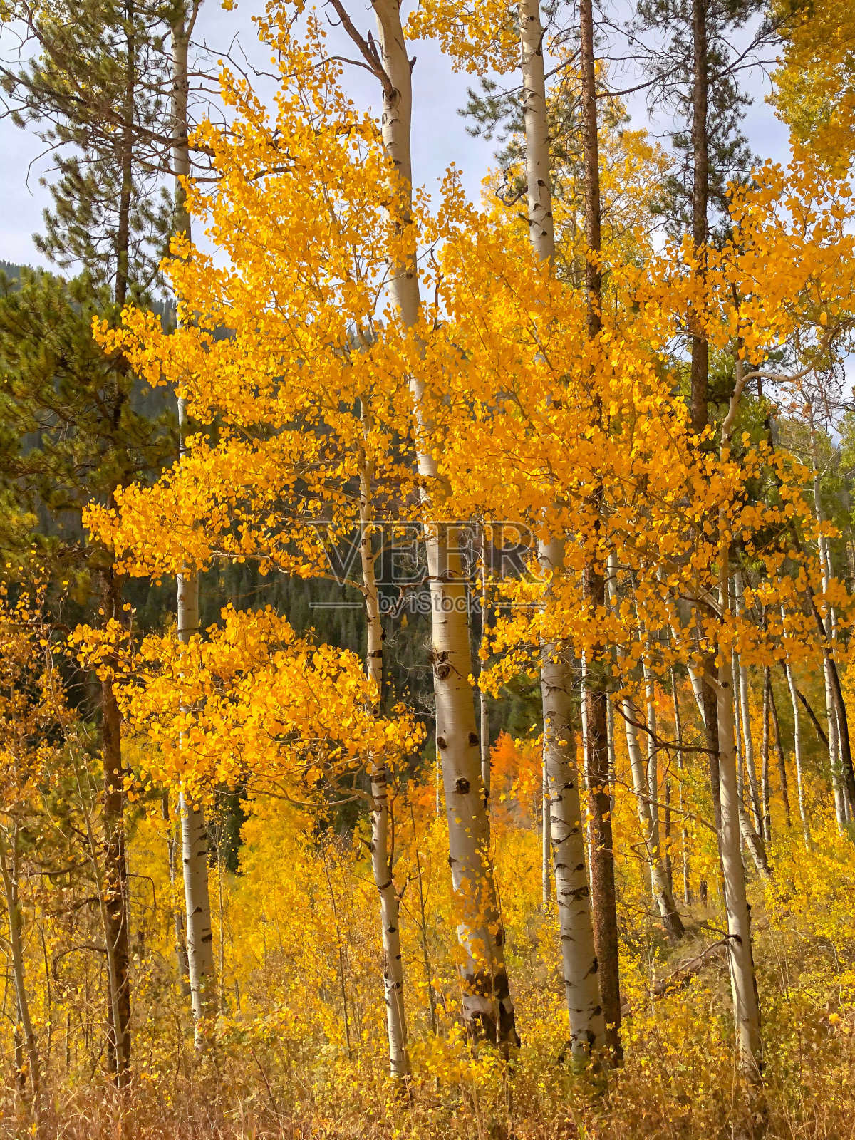 金杨树林照片摄影图片