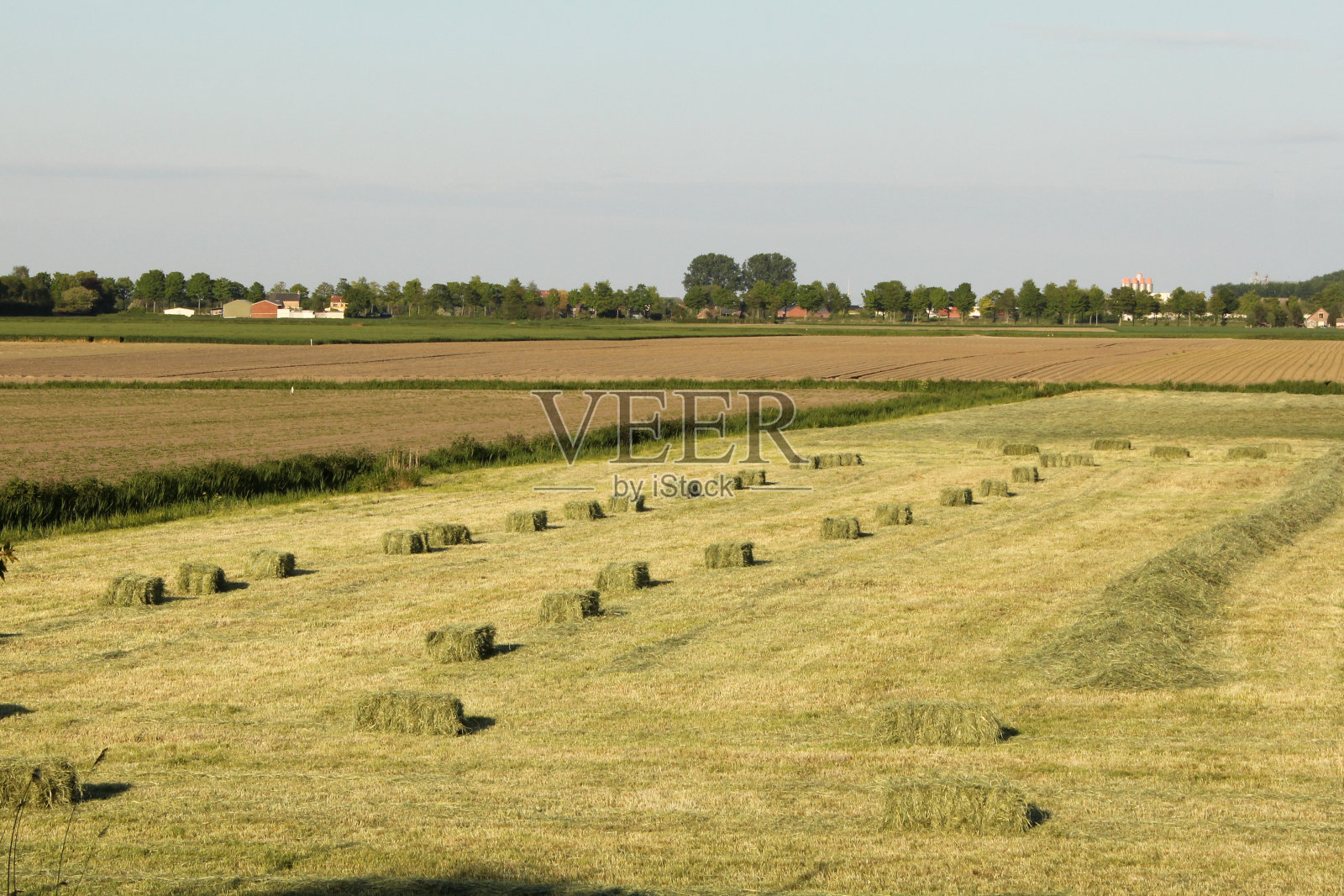 荷兰乡间夏天的田野上，一排排绿色的小草包照片摄影图片