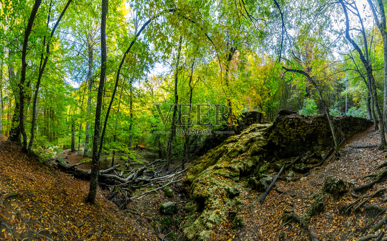 克里米亚的山脉和森林。生长在山丘和岩石上的针叶树和落叶树照片摄影图片