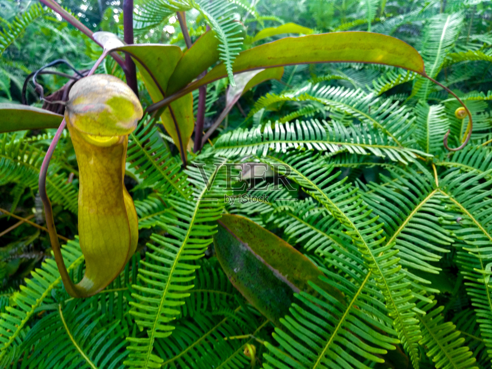 猪笼草照片摄影图片