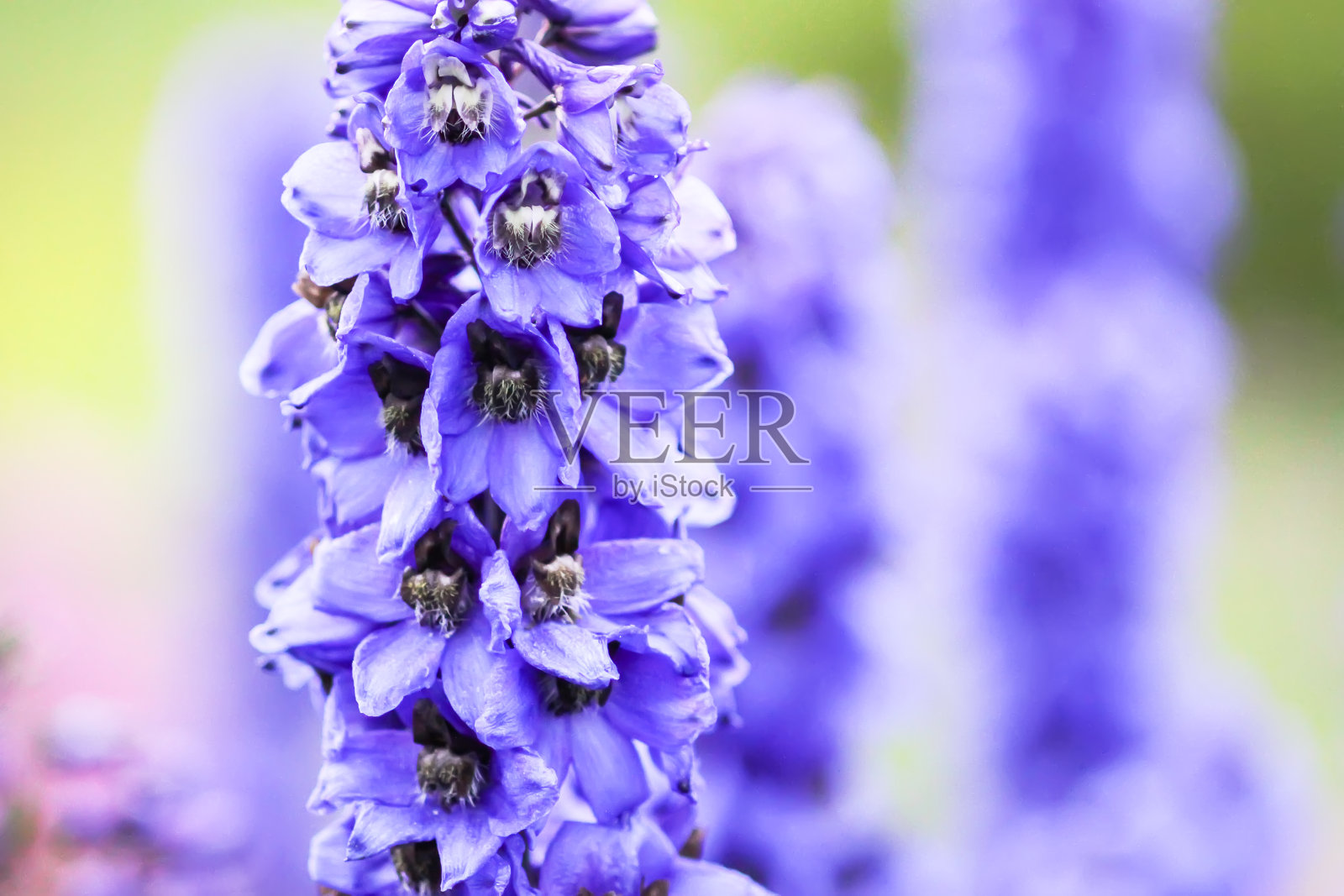 蓝色飞燕草是夏季花园中美丽的花朵。照片摄影图片