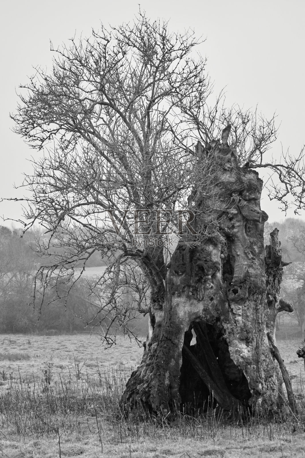 树干和新枝的灰度垂直镜头照片摄影图片