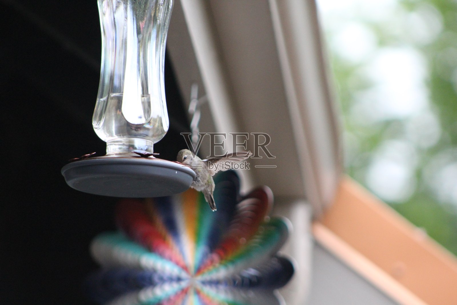 蜂鸟照片摄影图片