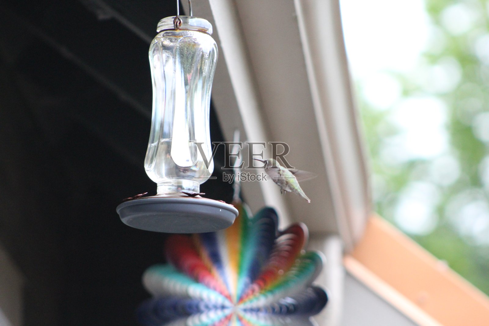 蜂鸟照片摄影图片