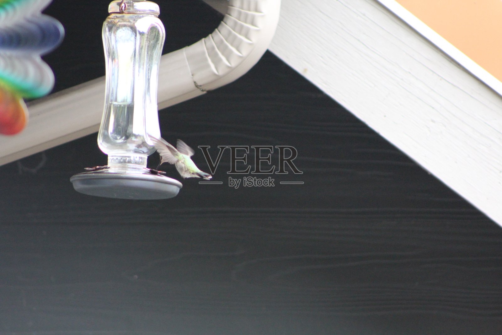 蜂鸟照片摄影图片