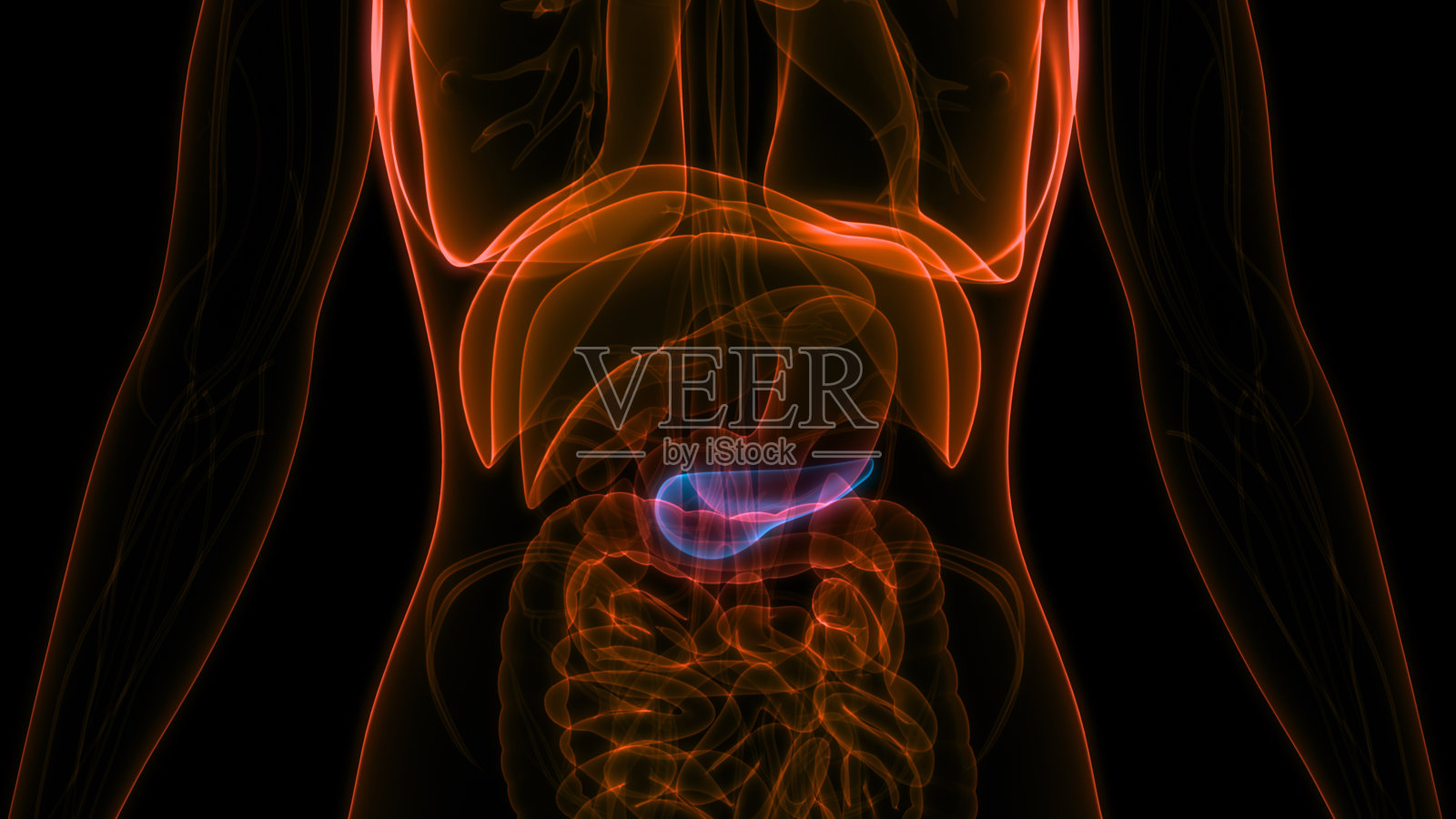 人体内脏器官及胰腺解剖照片摄影图片