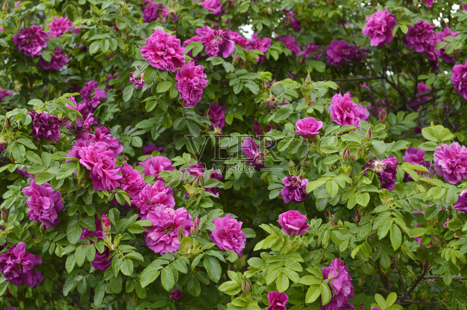 花园里长着一丛盛开的粉红色玫瑰照片摄影图片