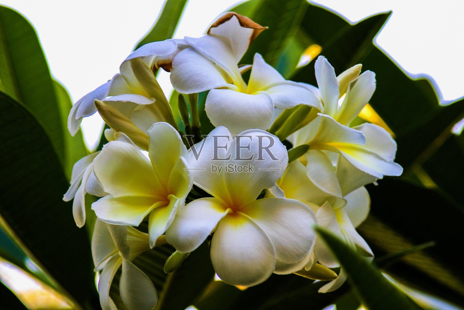 花照片摄影图片