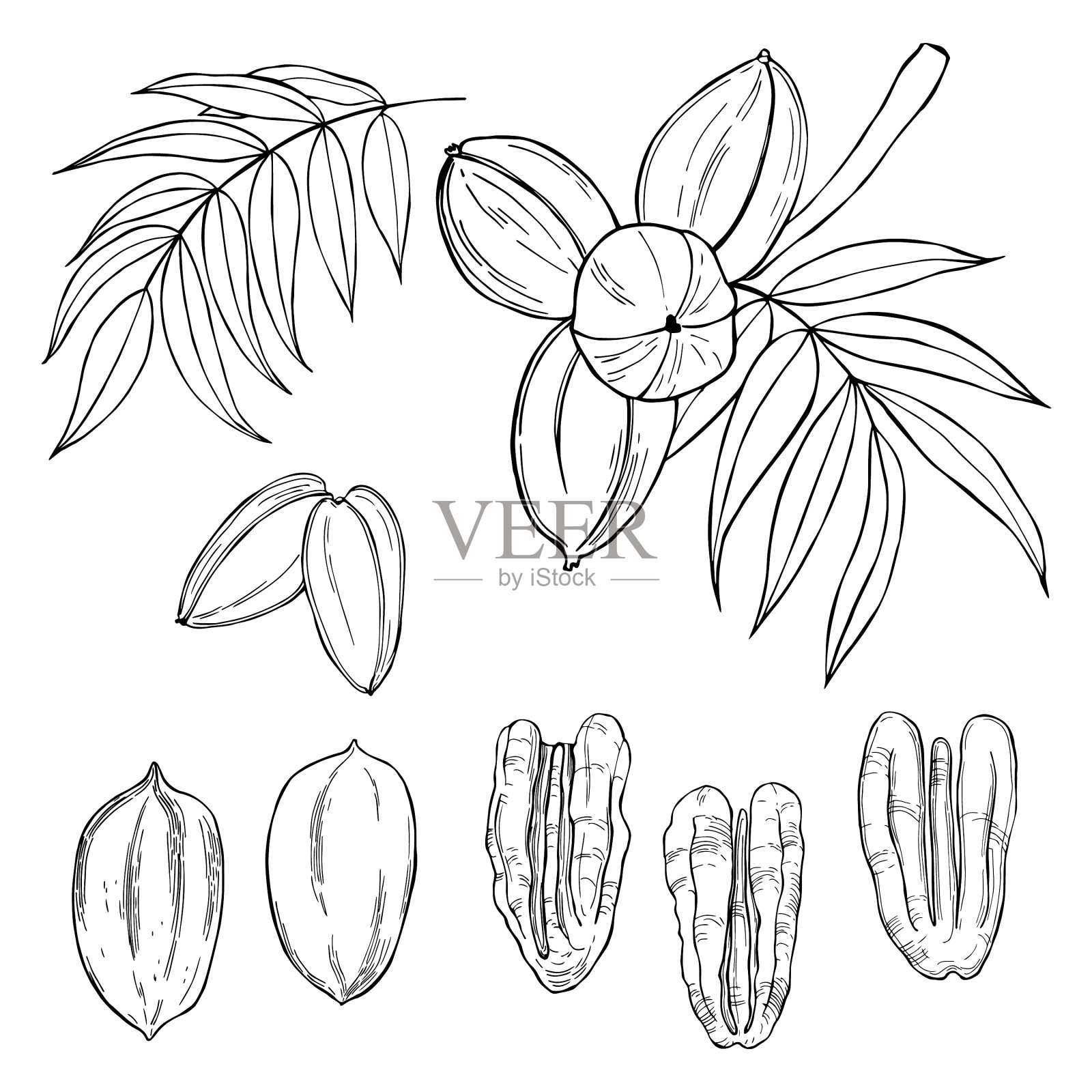 手绘螺母示意图插画图片素材