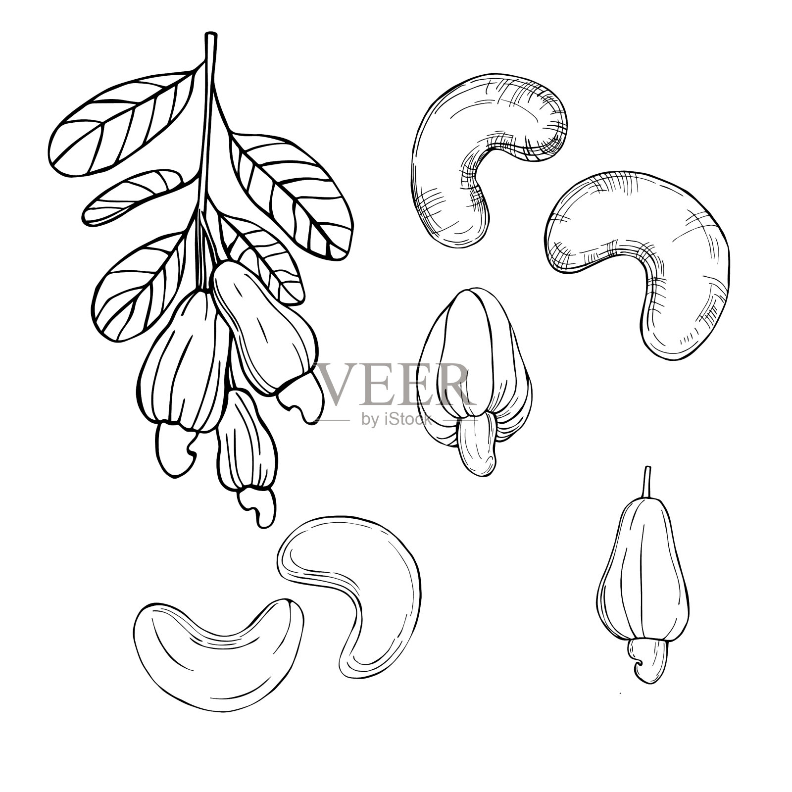 手绘坚果素描插画图片素材