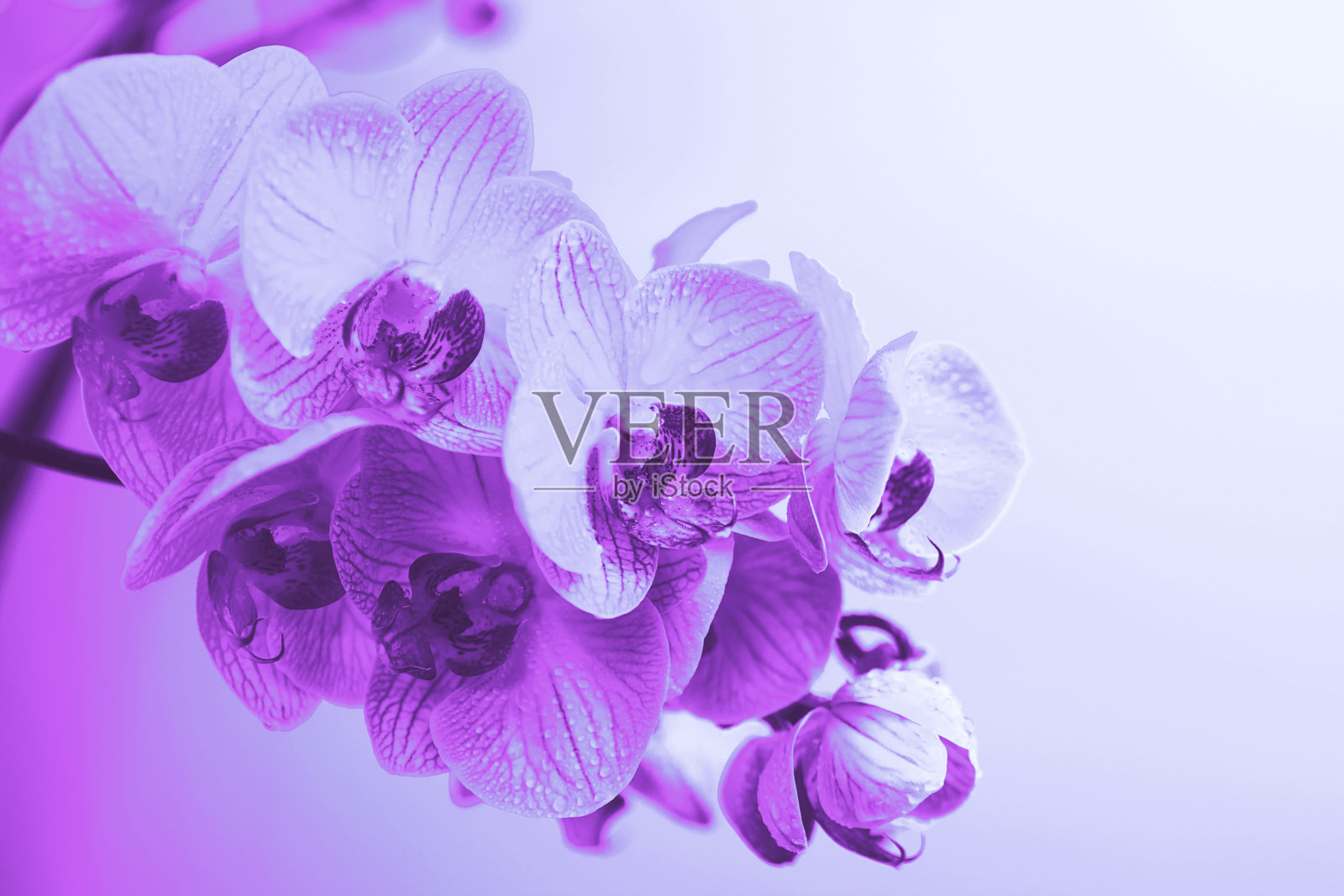 精致的粉红色兰花与露珠近距离在光的背景照片摄影图片