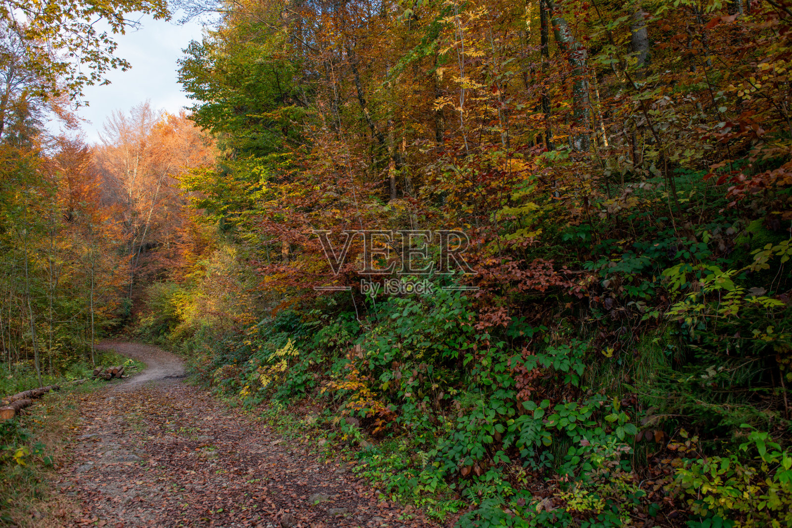 秋天的森林照片摄影图片