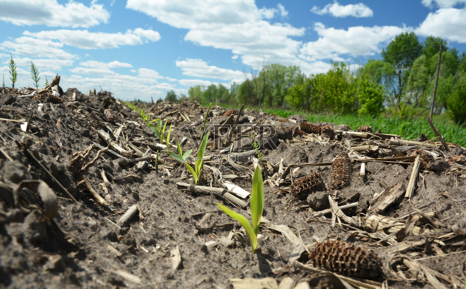 玉米的生产:一个近距离的玉米芽，植物生长在土地上与前一年的作物残留。照片摄影图片