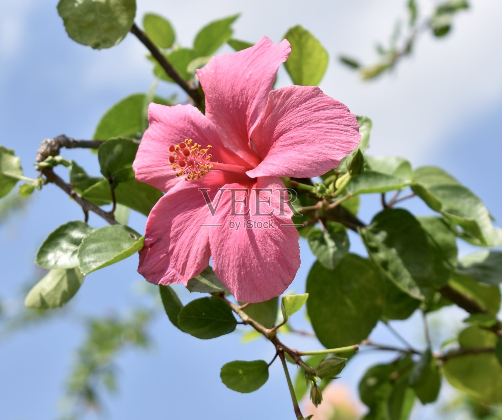 热带花园里漂亮的粉红色木槿花照片摄影图片
