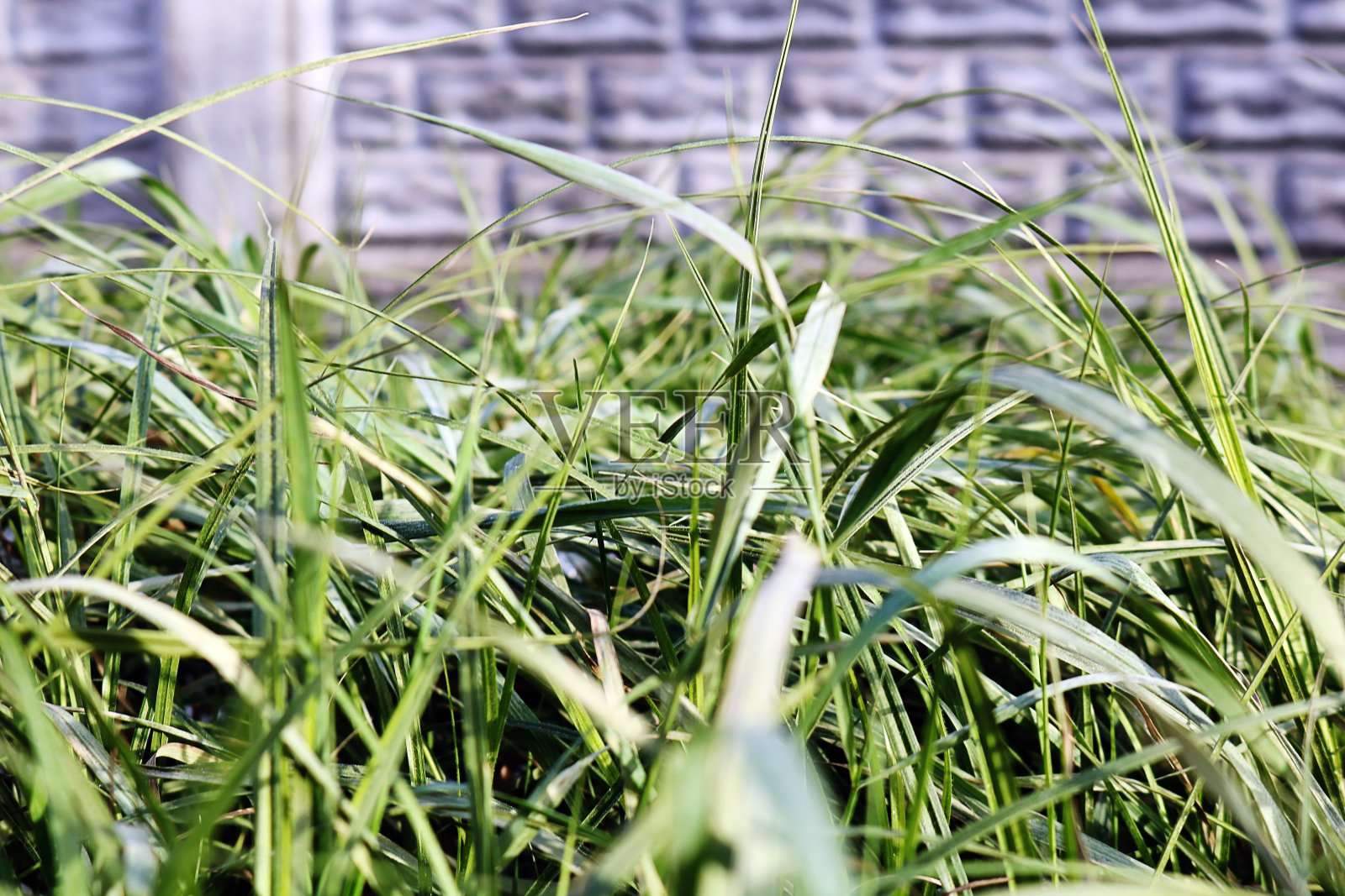 草的近照照片摄影图片